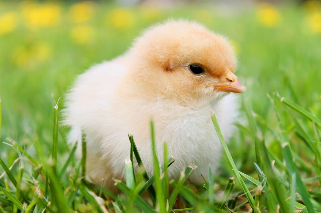 bird, chick, baby chicken, young bird, young chicken, animal, fauna, nature, cute, close up, chick, chick, chick, chick, chick